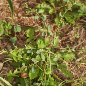 Photographie n°1007637 du taxon Polygonum aviculare L. [1753]