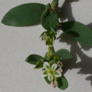 Photographie n°1007643 du taxon Polygonum aviculare L. [1753]