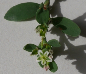 Marcel Etienne, le 25 octobre 2016 (Vernet-les-Bains (l'Axide))