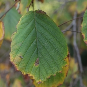 Photographie n°1007658 du taxon Corylus avellana L. [1753]