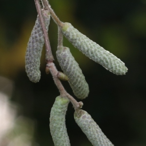 Photographie n°1007659 du taxon Corylus avellana L. [1753]