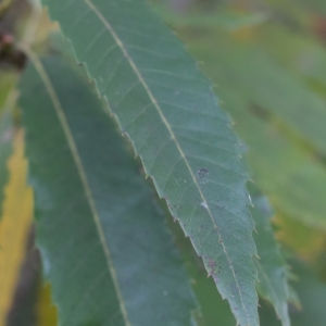 Photographie n°1007676 du taxon Castanea sativa Mill. [1768]