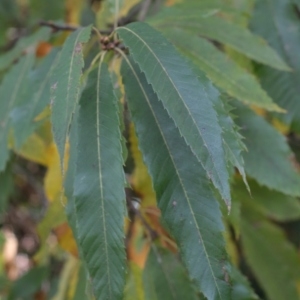 Photographie n°1007677 du taxon Castanea sativa Mill. [1768]