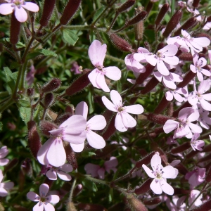 Photographie n°1007743 du taxon Saponaria ocymoides L. [1753]