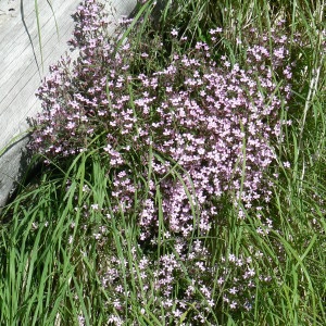 Photographie n°1007744 du taxon Saponaria ocymoides L. [1753]