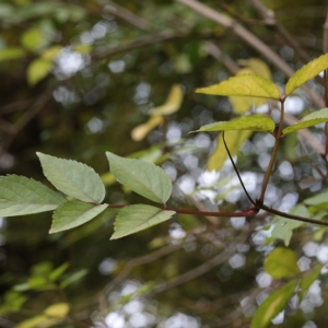 Photographie n°1007757 du taxon Sambucus nigra L. [1753]