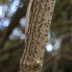 Photographie n°1007758 du taxon Sambucus nigra L. [1753]