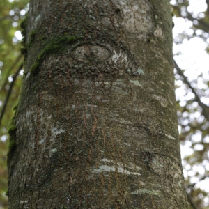 Photographie n°1007768 du taxon Fraxinus excelsior L. [1753]