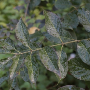 Photographie n°1007812 du taxon Euonymus europaeus L. [1753]