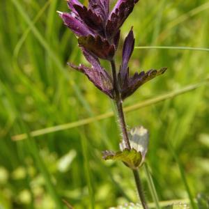 Photographie n°1007926 du taxon Bartsia alpina L.