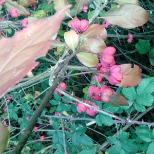 Photographie n°1008270 du taxon Euonymus europaeus L. [1753]