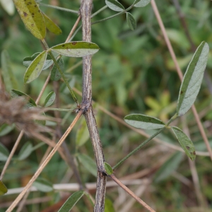 Photographie n°1008309 du taxon Bituminaria bituminosa (L.) C.H.Stirt.