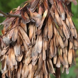 Photographie n°1008371 du taxon Fraxinus excelsior L. [1753]