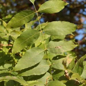 Photographie n°1008374 du taxon Fraxinus excelsior L. [1753]