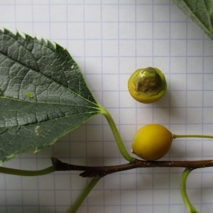 Photographie n°1008548 du taxon Celtis australis L.