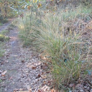 Photographie n°1008553 du taxon Molinia caerulea (L.) Moench