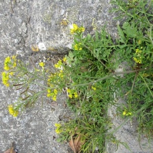 Photographie n°1008557 du taxon Rorippa sylvestris (L.) Besser