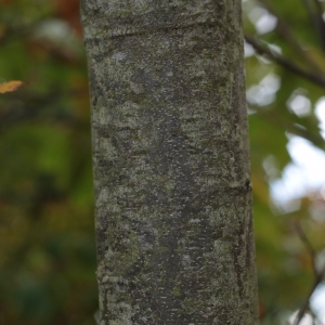 Photographie n°1008768 du taxon Castanea sativa Mill. [1768]