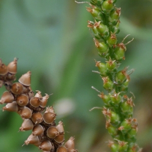 Photographie n°1008784 du taxon Plantago major L. [1753]