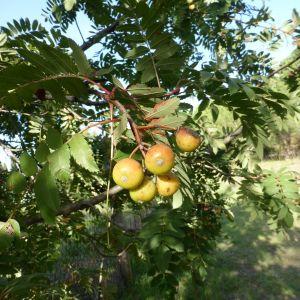 Photographie n°1008965 du taxon Sorbus domestica L. [1753]