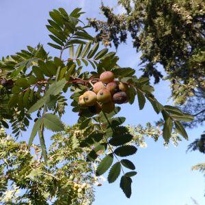 Photographie n°1008966 du taxon Sorbus domestica L. [1753]