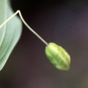 Photographie n°1009256 du taxon Streptopus amplexifolius (L.) DC.