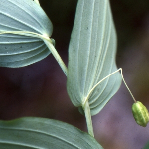 Photographie n°1009257 du taxon Streptopus amplexifolius (L.) DC.