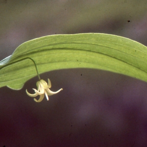 Photographie n°1009261 du taxon Streptopus amplexifolius (L.) DC.