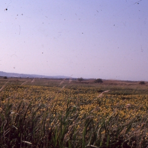 Photographie n°1009292 du taxon Iris pseudacorus L. [1753]