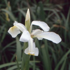 Photographie n°1009295 du taxon Iris pseudacorus L. [1753]