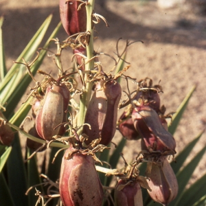 Photographie n°1009305 du taxon Yucca filamentosa L. [1753]