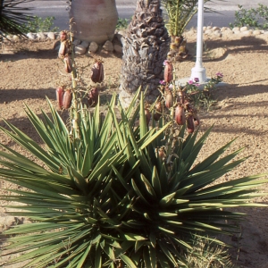 Photographie n°1009307 du taxon Yucca filamentosa L. [1753]