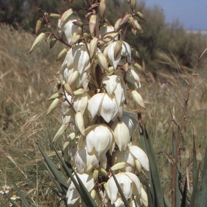 Photographie n°1009314 du taxon Yucca gloriosa L. [1753]