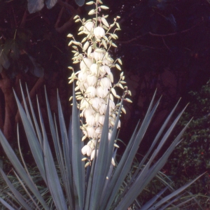 Photographie n°1009315 du taxon Yucca gloriosa L. [1753]