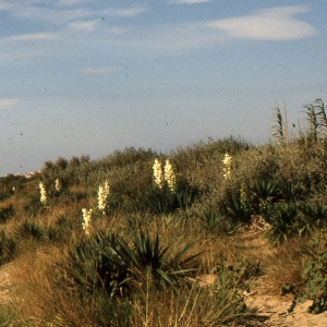 Photographie n°1009317 du taxon Yucca gloriosa L. [1753]