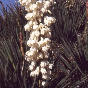 Photographie n°1009320 du taxon Yucca gloriosa L. [1753]