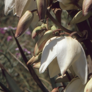 Photographie n°1009324 du taxon Yucca gloriosa L. [1753]