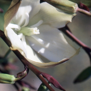 Photographie n°1009325 du taxon Yucca gloriosa L. [1753]