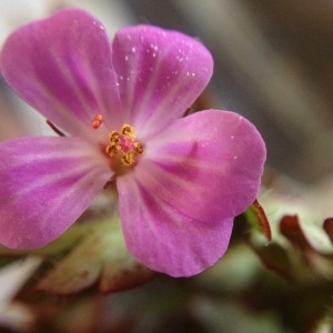 Photographie n°1009558 du taxon Geranium robertianum L. [1753]