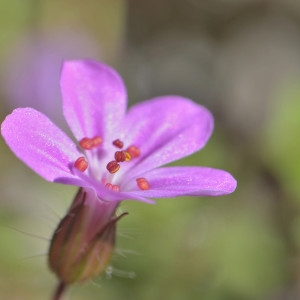 Photographie n°1009599 du taxon Geranium robertianum L. [1753]