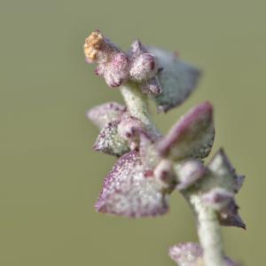 Photographie n°1009702 du taxon Atriplex prostrata Boucher ex DC. [1805]