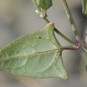 Photographie n°1009704 du taxon Atriplex prostrata Boucher ex DC. [1805]