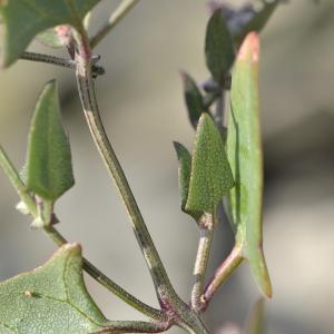 Photographie n°1009707 du taxon Atriplex prostrata Boucher ex DC. [1805]