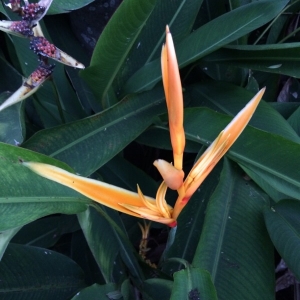 Photographie n°1009716 du taxon Heliconia psittacorum L. f.