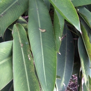 Photographie n°1009718 du taxon Heliconia psittacorum L. f.