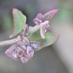 Photographie n°1009725 du taxon Atriplex prostrata Boucher ex DC. [1805]