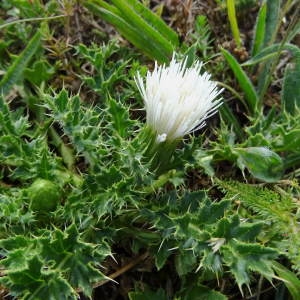 Photographie n°1009764 du taxon Cirsium acaulon (L.) Scop. [1769]