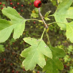 Photographie n°1009773 du taxon Crataegus monogyna Jacq. [1775]