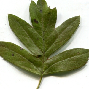 Photographie n°1009788 du taxon Crataegus monogyna Jacq. [1775]