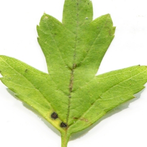 Photographie n°1009790 du taxon Crataegus monogyna Jacq. [1775]